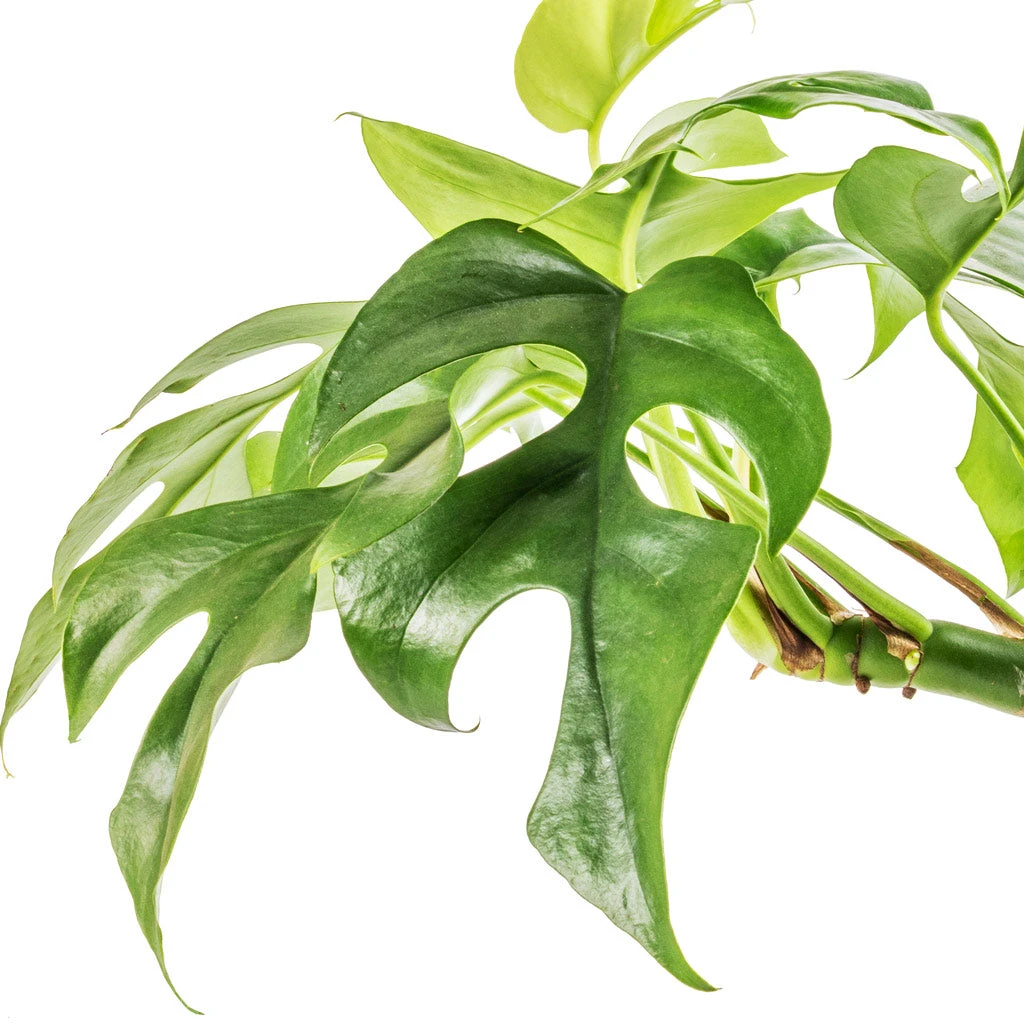 Rhaphidophora Tetrasperma - Monstera Minima 8 Rhaphidophora Tetrasperma - Monstera Minima - Image 6