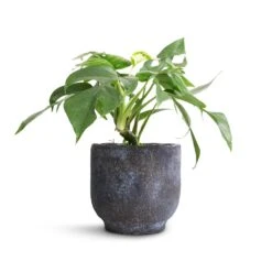 Rhaphidophora Tetrasperma - Monstera Minima 36 Rhaphidophora Tetrasperma - Monstera Minima -Plants Sale Store Rhaphidophora tetrasperma Monstera minimal 12x25cm Dave Plant Pot Earth 14x13cm 2