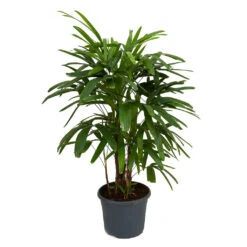 Rhapis Excelsa - Lady Palm -Plants Sale Store Rhapis excelsa Lady Palm 100cm
