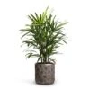 Rhapis Excelsa - Lady Palm -Plants Sale Store Rhapis excelsa Lady Palm 21x90cm Luxe Lite Moon Cylinder Planter Bronze 28x27cm 4ec9c0ae ccbb 44f3 8bcb 48a80ec298d3