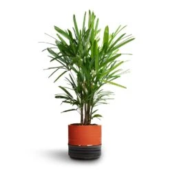 Rhapis Excelsa - Lady Palm -Plants Sale Store Rhapis excelsa Lady Palm 21x90cm Marlijn Plant Pot Blush 24x23cm 1 b80c827c 1879 4803 b120 7f1195e3d00a