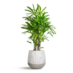 Rhapis Excelsa - Lady Palm -Plants Sale Store Rhapis excelsa Lady Palm 27x110cm Pax Plant Pot Ridge White Stripe 40x36cm