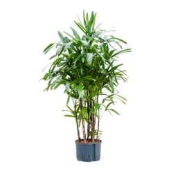 Rhapis Excelsa - Lady Palm - HydroCare -Plants Sale Store Rhapis excelsa Lady Palm Hydroculture 28 19x150cm