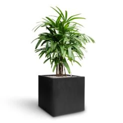 Rhapis Excelsa - Lady Palm - HydroCare -Plants Sale Store Rhapis excelsa Lady Palm Hydroculture Grigio Cube Planter Anthracite Concrete a424559f a8f2 42b4 b0d7 5363e0a3708a