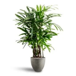 Rhapis Excelsa - Lady Palm - HydroCare -Plants Sale Store Rhapis excelsa Lady Palm Hydroculture Grigio Egg Pot Planter Natural Concrete