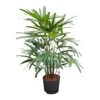 Rhapis Excelsa - Lady Palm - HydroCare -Plants Sale Store Rhapis excelsa Lady Palm Hydroculture Indoor Plant