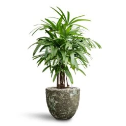 Rhapis Excelsa - Lady Palm - HydroCare -Plants Sale Store Rhapis excelsa Lady Palm Hydroculture Lava Couple Relic Planter Jade