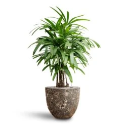 Rhapis Excelsa - Lady Palm - HydroCare -Plants Sale Store Rhapis excelsa Lady Palm Hydroculture Lava Couple Relic Planter Rust