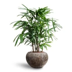 Luxe Lite Waterfall Globe Planter - Bronze -Plants Sale Store Rhapis excelsa Lady Palm Hydroculture Luxe Lite Waterfall Globe Planter Bronze