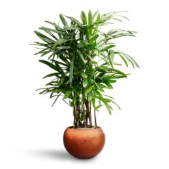 Rhapis Excelsa - Lady Palm - HydroCare -Plants Sale Store Rhapis excelsa Lady Palm Hydroculture Metallic Couple Plant Pot Matt Copper