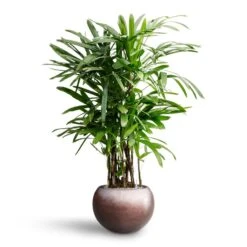 Rhapis Excelsa - Lady Palm - HydroCare -Plants Sale Store Rhapis excelsa Lady Palm Hydroculture Metallic Globe Plant Pot Matt Coffee
