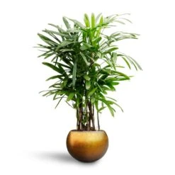 Metallic Globe Plant Pot - Matt Honey -Plants Sale Store Rhapis excelsa Lady Palm Hydroculture Metallic Globe Plant Pot Matt Honey