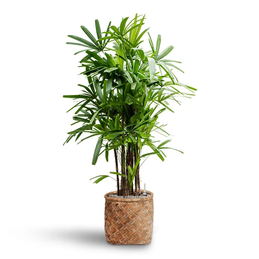 Zayn Bamboo Planter 17 Zayn Bamboo Planter - Image 15