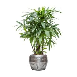 Rhapis Excelsa - Lady Palm - HydroCare -Plants Sale Store Rhapis excelsa Lady Palm Hydroculture Opus Hammered Globe Planter Silver
