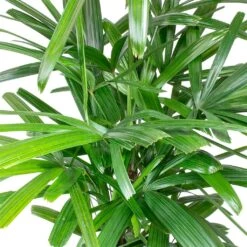 Rhapis Excelsa - Lady Palm - HydroCare -Plants Sale Store Rhapis excelsa Lady Palm Leaves 910e89e9 2650 4eee 88d4 abdf8b306550