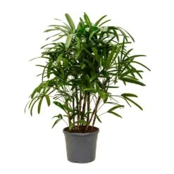 Rhapis Excelsa - Lady Palm -Plants Sale Store Rhapis excelsa Lady Palm XLarge