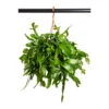 Rhipsalis Crispata - Mistletoe Cactus -Plants Sale Store Rhipsalis Crispata