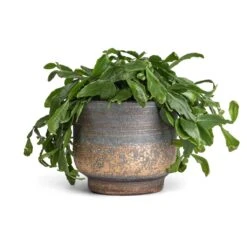 Aico Plant Pot - Shiny Blue 19 Aico Plant Pot - Shiny Blue -Plants Sale Store Rhipsalis crispata Mistletoe Cactus 14x40cm Aico Plant Pot Shiny Blue 17x13cm 9839e10b 048d 4289 ab91 e83355dc2314