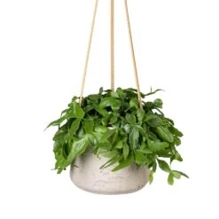 Rhipsalis Crispata - Mistletoe Cactus -Plants Sale Store Rhipsalis crispata Mistletoe Cactus 14x40cm Patt Hanging Plant Pot Grey Washed 20x17cm
