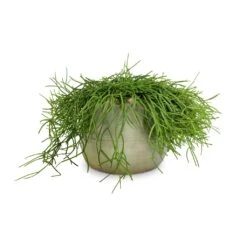 Rhipsalis Heteroclada - Mistletoe Cactus 12 Rhipsalis Heteroclada - Mistletoe Cactus -Plants Sale Store Rhipsalis heteroclada Mistletoe Cactus 21x55cm Iris Plant Pot Mint 26x21cm