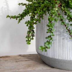 Harith Plant Pot - Ridged White Stripe -Plants Sale Store Ridged Harith Plant Pot White Stripe Close Up