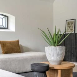 Jesslyn Plant Pot - Ridged White Stripe -Plants Sale Store Ridged Jesslyn Plant Pot White Stripe Aloe Vera Houseplant