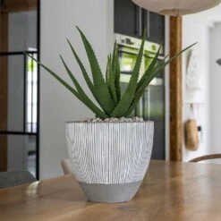 Jesslyn Plant Pot - Ridged White Stripe -Plants Sale Store Ridged Jesslyn Plant Pot White Stripe Aloe Vera Indoor Plant