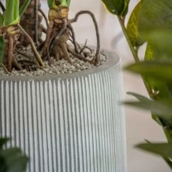 Tall Harith Plant Pot - Ridged White Stripe 13 Tall Harith Plant Pot - Ridged White Stripe -Plants Sale Store Ridged Tall Harith Plant Pot White Stripe Lifestyle 2