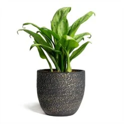 Aglaonema Christina - Chinese Evergreen -Plants Sale Store Rinca Plant Pot Shiny Black 17x15cm Aglaonema Christina Chinese Evergreen 14x35cm 869775fc f93f 411c aabe 52b2bf2172ef