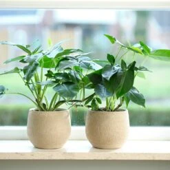 Ryan Plant Pot - Sand Gold -Plants Sale Store Ryan Plant Pot Sand Gold Houseplants