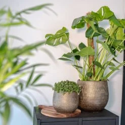 Ryan Plant Pot - Shiny Gold -Plants Sale Store Ryan Plant Pot Shiny Gold Lifestyle 01