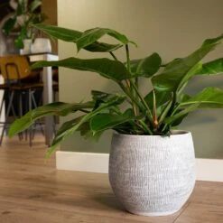 Ryan Plant Pot - White Black 25 Ryan Plant Pot - White Black -Plants Sale Store Ryan Plant Pot White Philodendron Houseplant