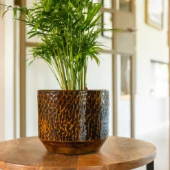 Sanna Plant Pot - Savanna -Plants Sale Store Sanna Savana 4