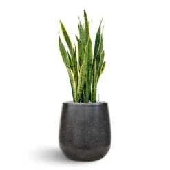 Terrazzo Balloon Planter - Black 14 Terrazzo Balloon Planter - Black -Plants Sale Store Sanseveria Terrazo Balloon Black