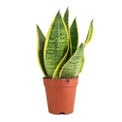 Sansevieria Trifasciata Futura Superba -Plants Sale Store Sanseviera trifasciata Futura Superba 9x30cm