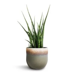 Sansevieria Fernwood Mikado - Snake Plant 13 Sansevieria Fernwood Mikado - Snake Plant -Plants Sale Store Sansevieria Fernwood Mikado Snake Plant 12x40cm Tarra Plant Pot Forest 15x13cm