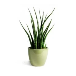 Sansevieria Fernwood Mikado - Snake Plant 14 Sansevieria Fernwood Mikado - Snake Plant -Plants Sale Store Sansevieria Fernwood Mikado Snake Plant Sven Plant Pot Mint final 7f04ef57 71cc 48af b69d a65acf90e70d