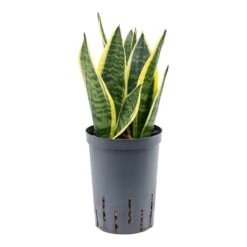 Sansevieria Futura Superba - HydroCare 9 Sansevieria Futura Superba - HydroCare -Plants Sale Store Sansevieria Futura Superba Hydroculture2