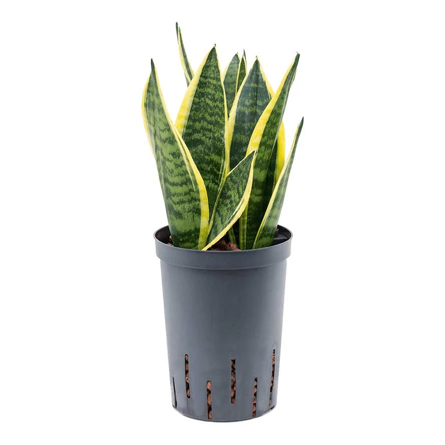 Sansevieria Futura Superba - HydroCare 5 Sansevieria Futura Superba - HydroCare - Image 3