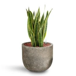Sansevieria Laurentii - HydroCare -Plants Sale Store Sansevieria Laurentii HydroCare Cement Stone Cody Plant Pot Granite Grey