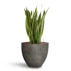 Sansevieria Laurentii - HydroCare -Plants Sale Store Sansevieria Laurentii HydroCare Cement Stone Jesslyn Plant Pot Granite Grey