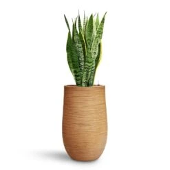 Sansevieria Laurentii - HydroCare -Plants Sale Store Sansevieria Laurentii HydroCare Dune Partner Planter Almond