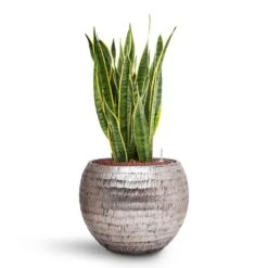 Opus Hammered Globe Planter - Silver -Plants Sale Store Sansevieria Laurentii HydroCare Opus Hammered Globe Planter Silver e369fa0b 90d4 47db 89c1 f06a4770f5a1