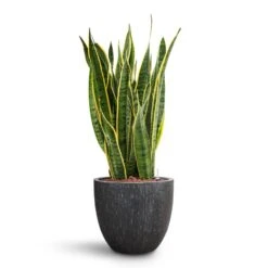 Raindrop Egg Planter - Anthracite -Plants Sale Store Sansevieria Laurentii HydroCare Raindrop Couple Planter Anthracite