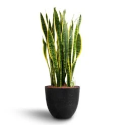 Sansevieria Laurentii - HydroCare -Plants Sale Store Sansevieria Laurentii Hydroculture 28 19 x 80cm Bola Artstone Plant Pot Black 38 x 33cm
