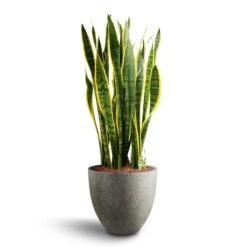 Grigio Egg Pot Planter - Natural Concrete -Plants Sale Store Sansevieria Laurentii Hydroculture 28 19 x 80cm Grigio Egg Pot Planter Natural Concrete 40 x 36cm be7a00f2 90b9 4e7e 9a81 7e6703061d35
