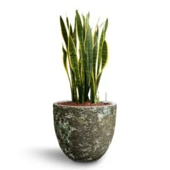 Sansevieria Laurentii - HydroCare -Plants Sale Store Sansevieria Laurentii Hydroculture 28 19 x 80cm Lava Couple Relic Planter Jade 36 x 34cm