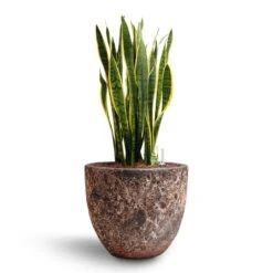 Sansevieria Laurentii - HydroCare -Plants Sale Store Sansevieria Laurentii Hydroculture 28 19 x 80cm Lava Couple Relic Planter Pink 36 x 34cm