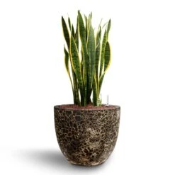 Sansevieria Laurentii - HydroCare -Plants Sale Store Sansevieria Laurentii Hydroculture 28 19 x 80cm Lava Couple Relic Planter Rust 36 x 34cm