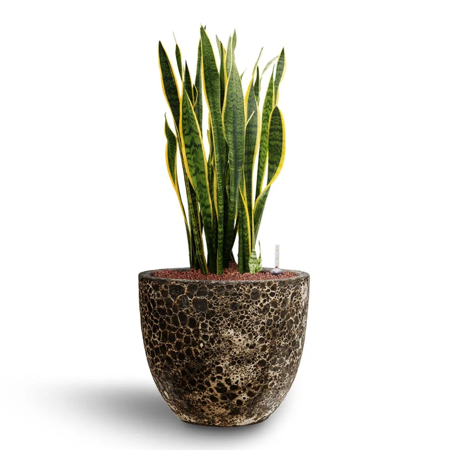 Lava Couple Relic Planter - Black 4 Lava Couple Relic Planter - Black - Image 2